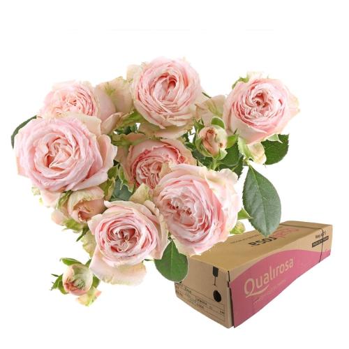 Rosa tros Bombastic