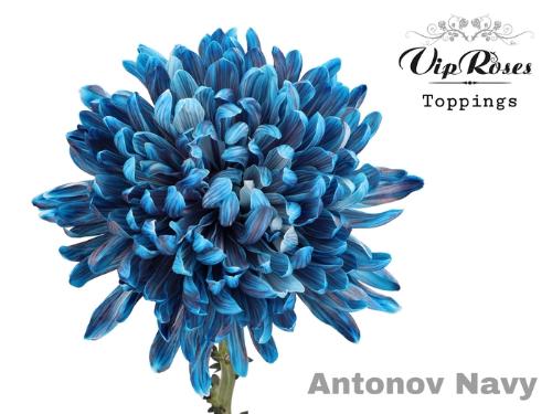 Chrysanthemum (Indicum Grp) geplozen Antonov kleurbehandeld H%