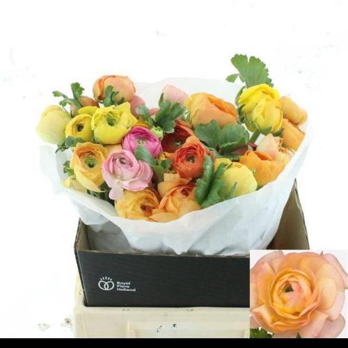 Ranunculus asiaticus Success Grand Pastel