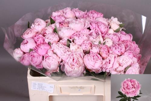 Paeonia Lactiflora Grp 'Sarah Bernhardt'