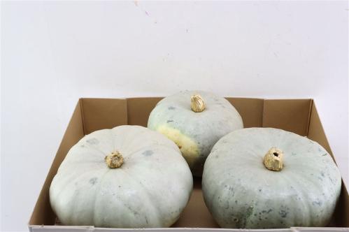 Cucurbita pepo