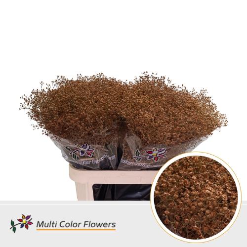 Gypsophila overig kleurbehandeld H%