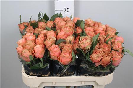 Rosa grootbloemig Kahala-Bb