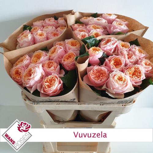 Rosa grootbloemig 'Vuvuzela'
