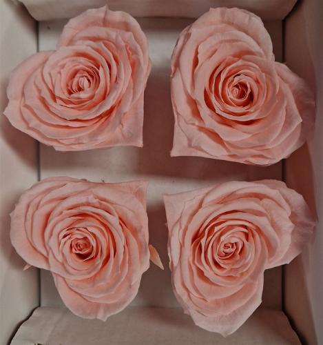 Rosa grootbloemig kleurbehandeld H%