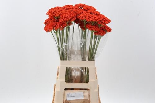Achillea kleurbehandeld H%