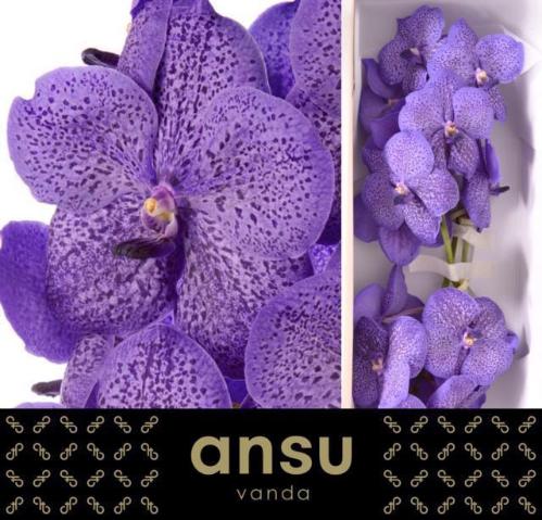 Vanda Sunanda Lavender Sprinkles