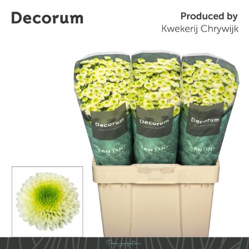 Chrysanthemum (Indicum Grp) tros santini Maverick