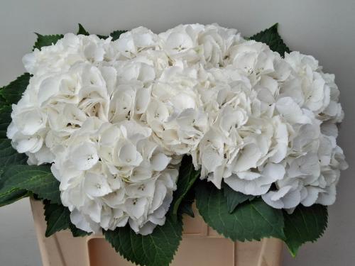 Hydrangea macrophylla 'Schneeball'