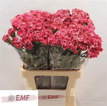 Dianthus standaard Miss Fabulous