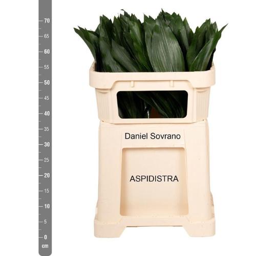 Aspidistra elatior overig