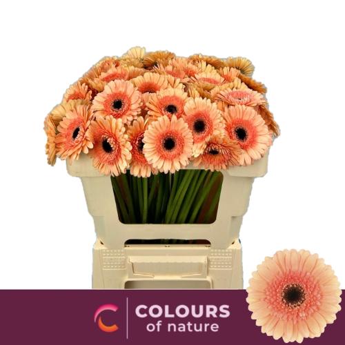 Gerbera mini Cookies 'n Cream