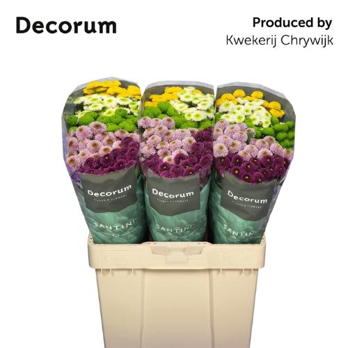 Chrysanthemum Indicum Grp tros santini pompon gemengd in bos