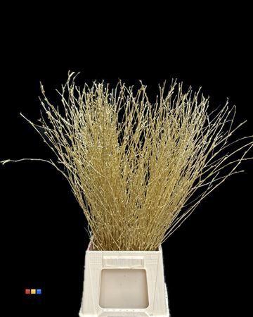 Betula per bos kleurbehandeld