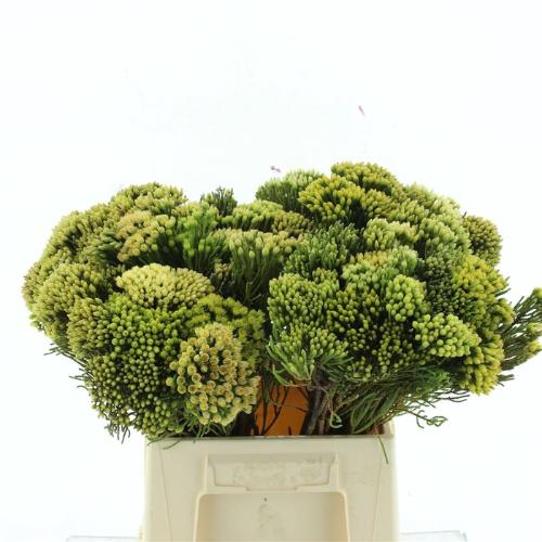 Kaaps Groen