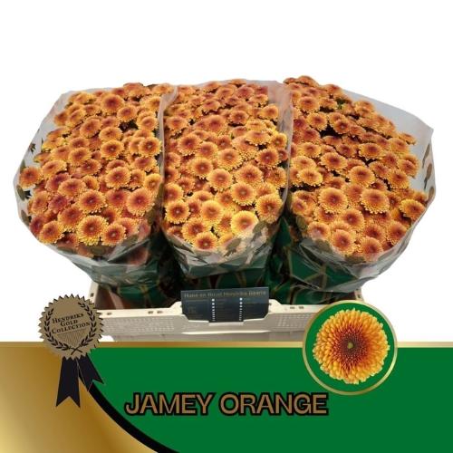Chrysanthemum (Indicum Grp) tros santini Jamey Orange