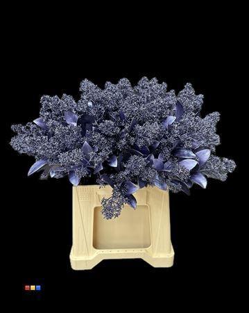 Skimmia per bos overig kleurbehandeld H%