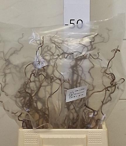Corylus avellana 'Contorta'