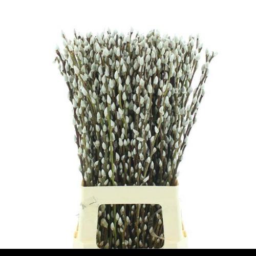 Salix caprea 'Snow Flake'