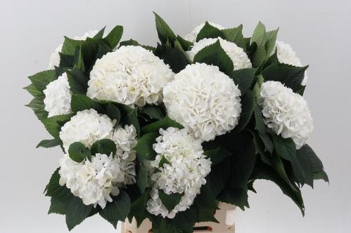 Hydrangea macrophylla Magical Pearl (wit)