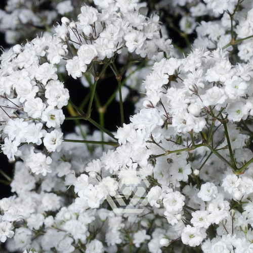 Gypsophila paniculata 'Million Stars'