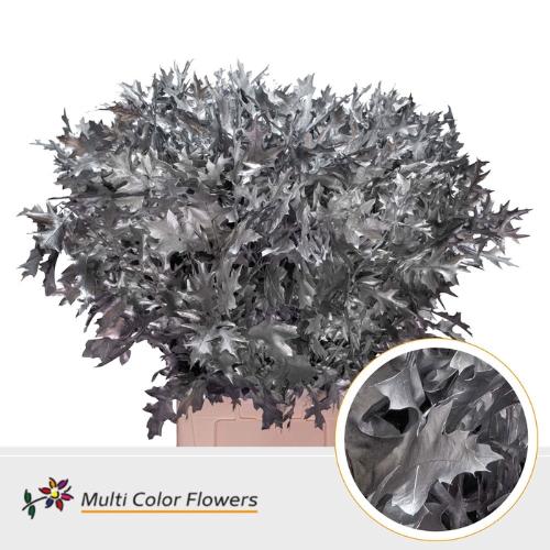 Quercus palustris kleurbehandeld H%