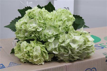 Hydrangea overig
