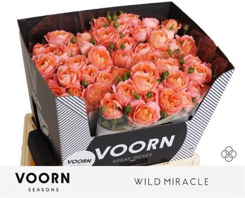 Rosa tros Wild Miracle