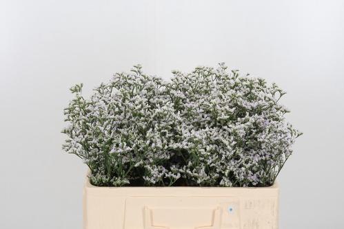 Limonium caspium 'White Neto'