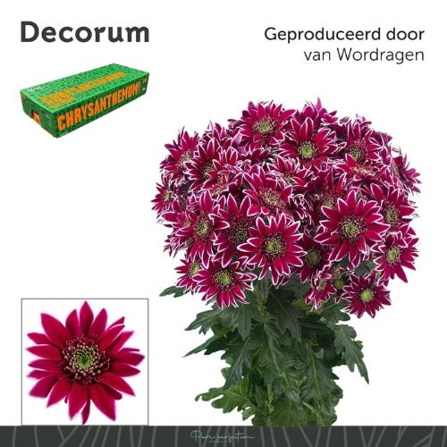 Chrysanthemum (Indicum Grp) tros Bolte