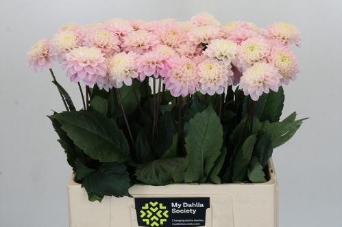 Dahlia Ball Grp 'Wizard of Oz'