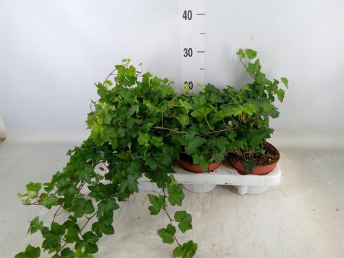Hedera helix 'Anna'