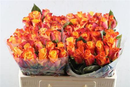 Rosa grootbloemig Mariyo!