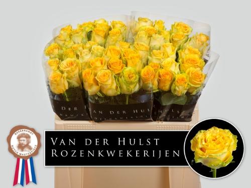 Rosa grootbloemig Lemon Finess