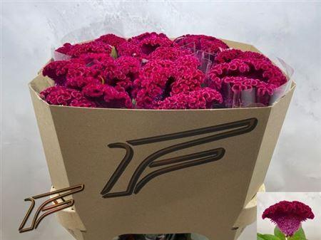 Celosia argentea (Cristata Grp) Purple Diamond