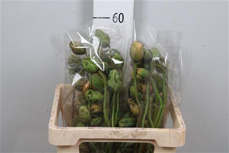 Papaver nudicaule Poppy Bussana gemengd