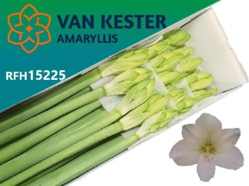 Hippeastrum Galaxy Grp 'Casablanca'