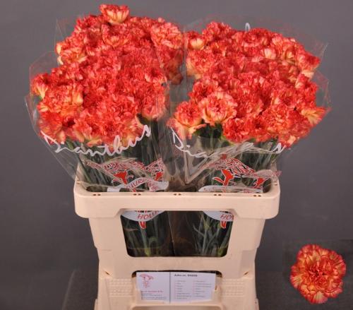 Dianthus standaard 'Zenit'