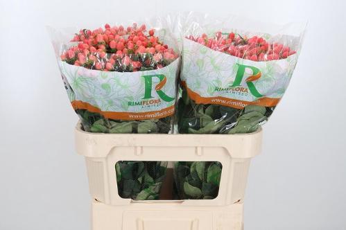 Hypericum x inodorum Magical Royal Princess