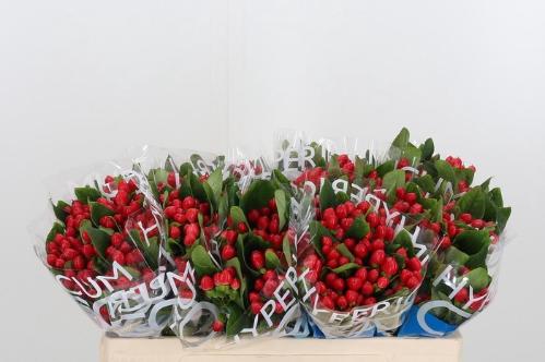 Hypericum Coco Diablo