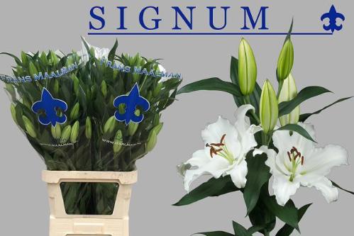 Lilium Oriental Grp Signum