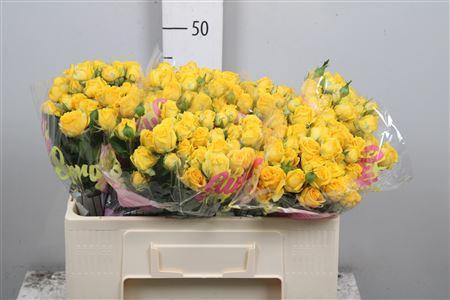 Rosa tros Tarantella