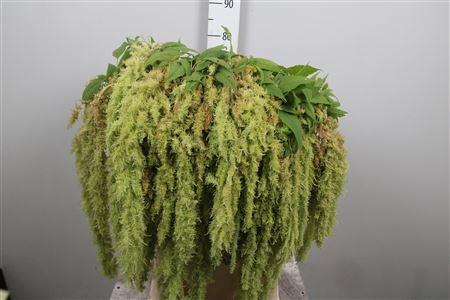 Amaranthus overig