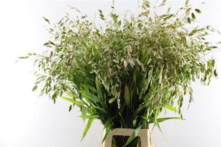 Chasmanthium latifolium