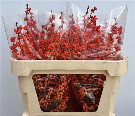 Ilex verticillata 'Winter Gold'