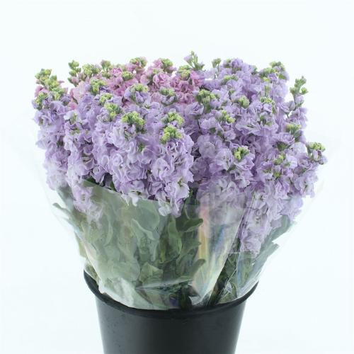 Matthiola incana 'Iron Marine'