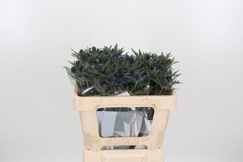 Eryngium Magical Blue Lagoon