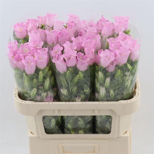 Campanula medium 'Champion Pink'