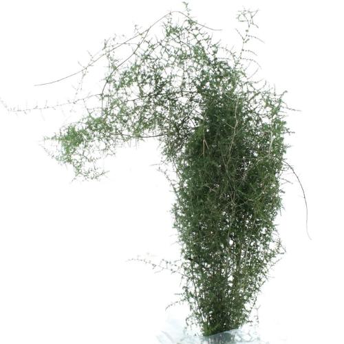 Asparagus overig kleurbehandeld H%