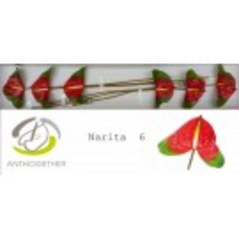 Anthurium Andreanum Grp Narita